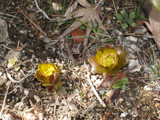 �J���n�߂��䂪�Ƃ̕�����