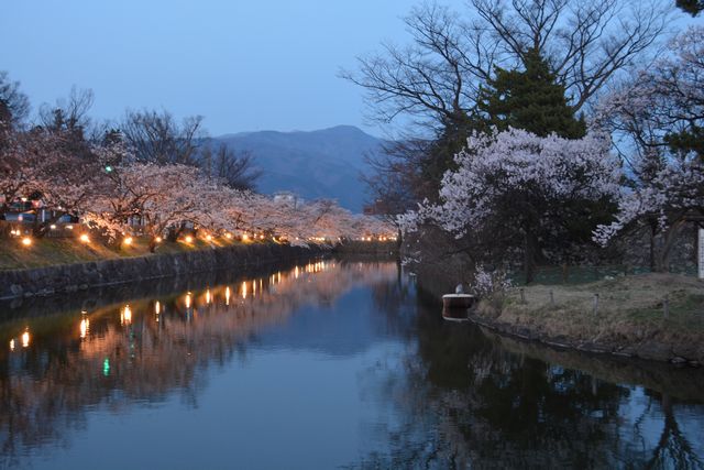 松本城お堀端の桜